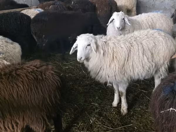 Brebis, Tian-Shan semifinewool sheep
