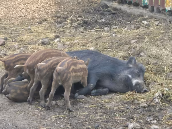 Scroafă, Porci — Republica Moldova