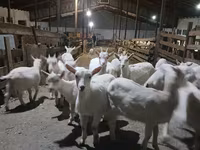عنزة, Saanen goat — الصورة 3