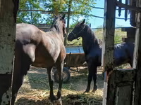 Cavalo, Cavalos — foto 2