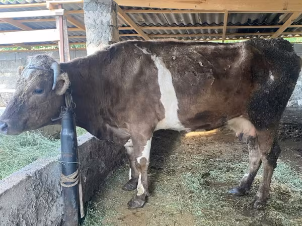 Vacă, Bovine — Republica Moldova