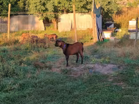 Billy Goat, Goats — photo 1