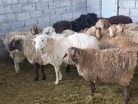 Brebis, Tian-Shan semifinewool sheep — photo 5