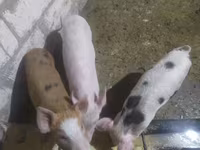 Boar, Pigs — photo 5