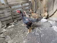 ऑस्ट्रेलियन गेम — फ़ोटो 1