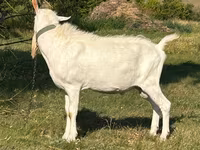 Billy Goat, Saanen goat — photo 2