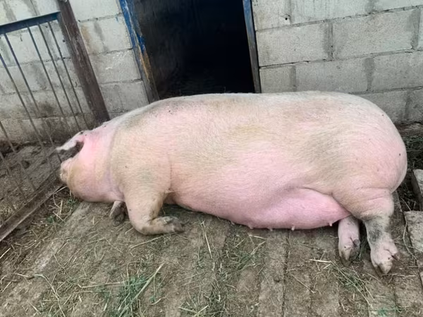 Truie, Porcs — Moldavie