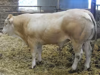 Bou, Blonde d’Aquitane cattle — foto 2