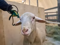 Carneiro, Lacaune sheep — foto 2