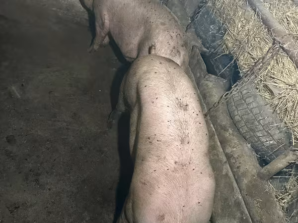 Eber, Schweine