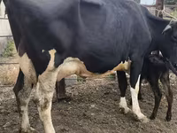 गाय, Russian Black pied cattle — फ़ोटो 2