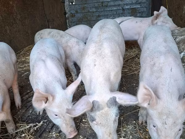 母猪, Pigs — 摩尔多瓦