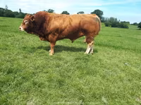 Taureau, Vache limousine — photo 3