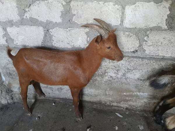 बकरा, Nubian Goat — मॉल्डोवा