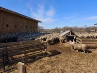 Oveja, Kuibyshev sheep — foto 5