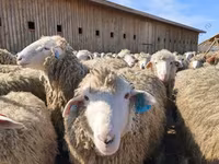Bélier, Edilbay sheep — photo 3