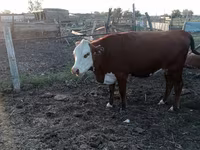 Cow, Latvian Blue cattle — photo 3