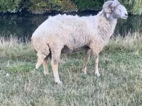 Qoç, Karakul sheep — foto 1