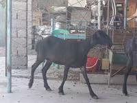 Cabra, Cabras — foto 4