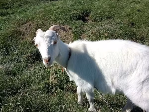 Cabra, LaMancha goats — Moldávia