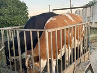 सांड, मवेशी — फ़ोटो 1