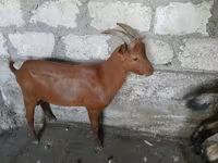 Keçi, Nubian Goat — foto 1