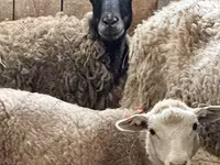 Widder, Kuibyshev sheep — Foto 6
