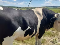 公牛, Holstein breed — 照片 2