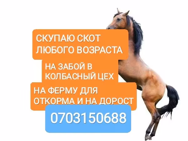 Cal, Cai