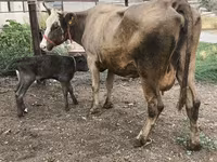 Kuh, Simmental cattle — Foto 6