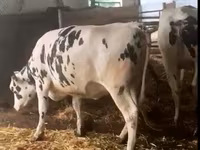 Touro, Russian Black pied cattle — foto 7