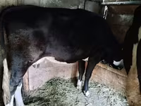 Vaca, Raça Holstein — foto 4