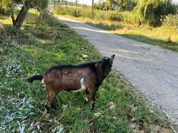 Cabro, Cabras — Moldavia