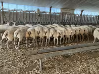 Berbec, Charollais sheep — foto 4