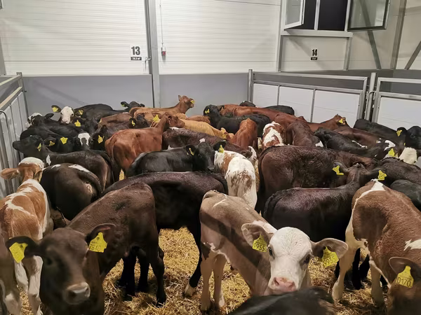 Bou, Bovine