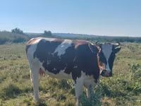 母牛, Cattle — 照片 3
