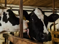 Гранулированный комбикорм для крупного рогатого скота / Nutraț combinat granulat pentru bovine — foto 2