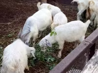 Goat, Goats — photo 5