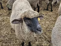Oaie, Blackheaded Persian sheep — foto 2
