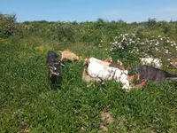 عنزة, Alpine goat — الصورة 2