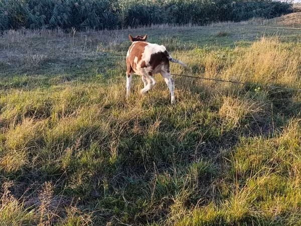 Vacă, Bovine — Republica Moldova