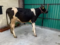 Vacă, Rasa Holstein — foto 2