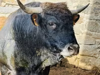 Vache, Aubrac cattle — photo 2