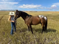 Cal, Horses of Sable Island — foto 5