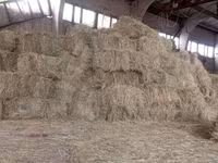 Продам тюки сена — сүрөт 2