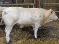 Bou, Blonde d’Aquitane cattle — foto 5
