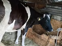 Vaca, Raça Holstein — foto 1