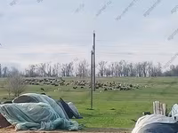 Sheep, Sheep — photo 7