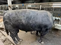 Touro, Aberdeen-Angus — foto 2