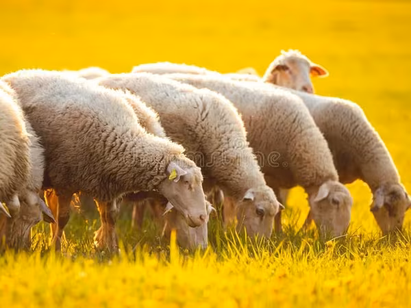 母羊, Sheep — 摩尔多瓦
